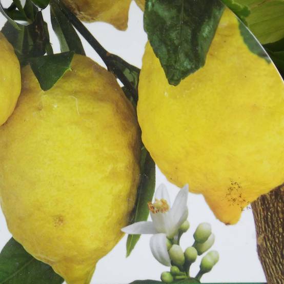 Citronnier - Citrus limon Femminello Incappucciato Pot de 4L/5L, 1/4 de tige