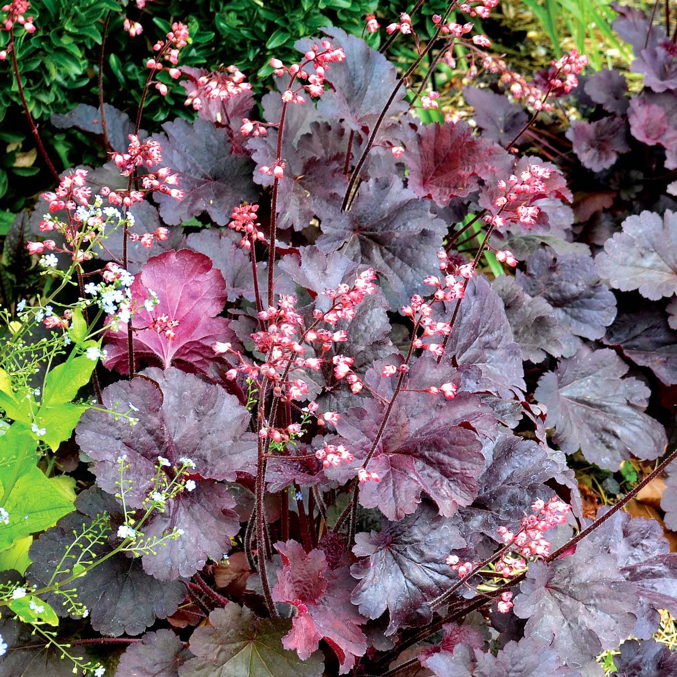 Promesse de Fleurs - Heuchère - Heuchera Bella Notte Godet de 8/9 cm