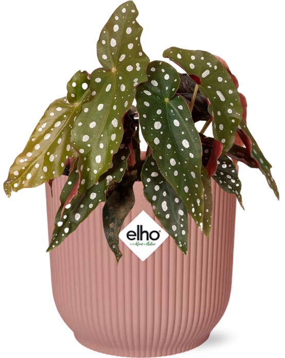Begonia Maculata + ELHO Vibes Fold 14cm rose - ↕20cm - Plantes d'intérieur - Image 1