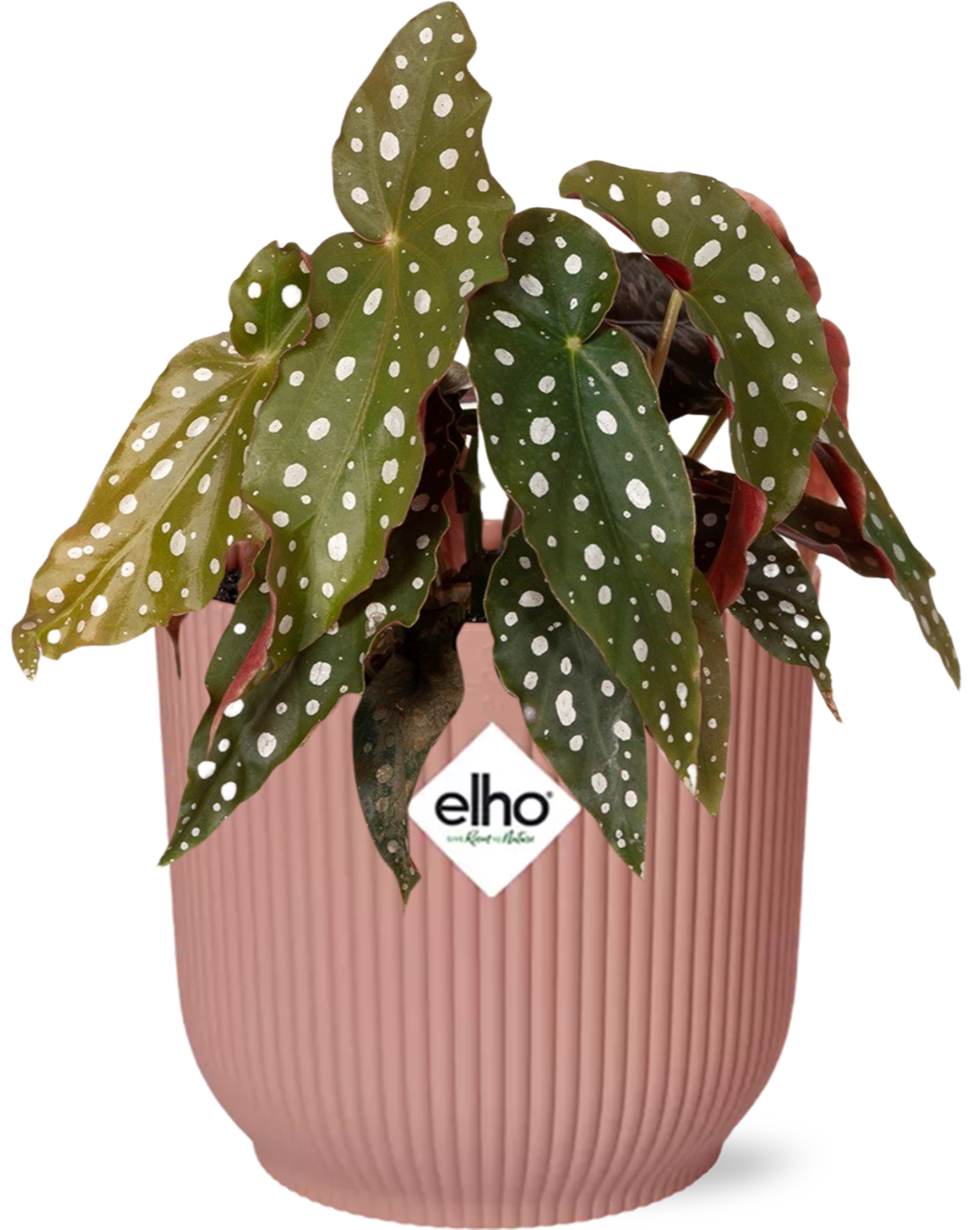 Begonia Maculata + ELHO Vibes Fold 14cm rose - ↕20cm - Plantes d'intérieur - Image 1