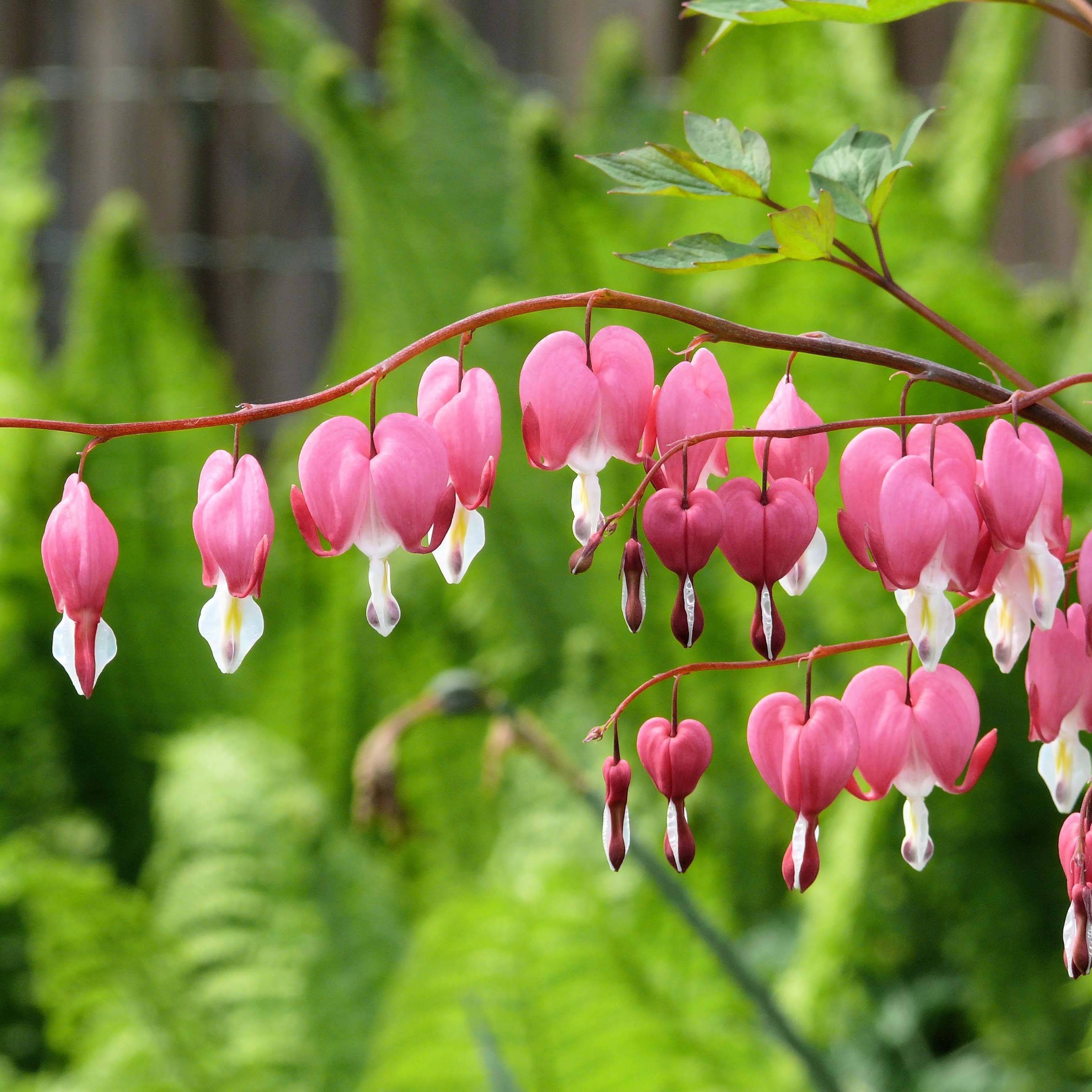 Coeur de Marie Rose - Dicentra spectabilis Pot de 2L/3L - Gamm vert