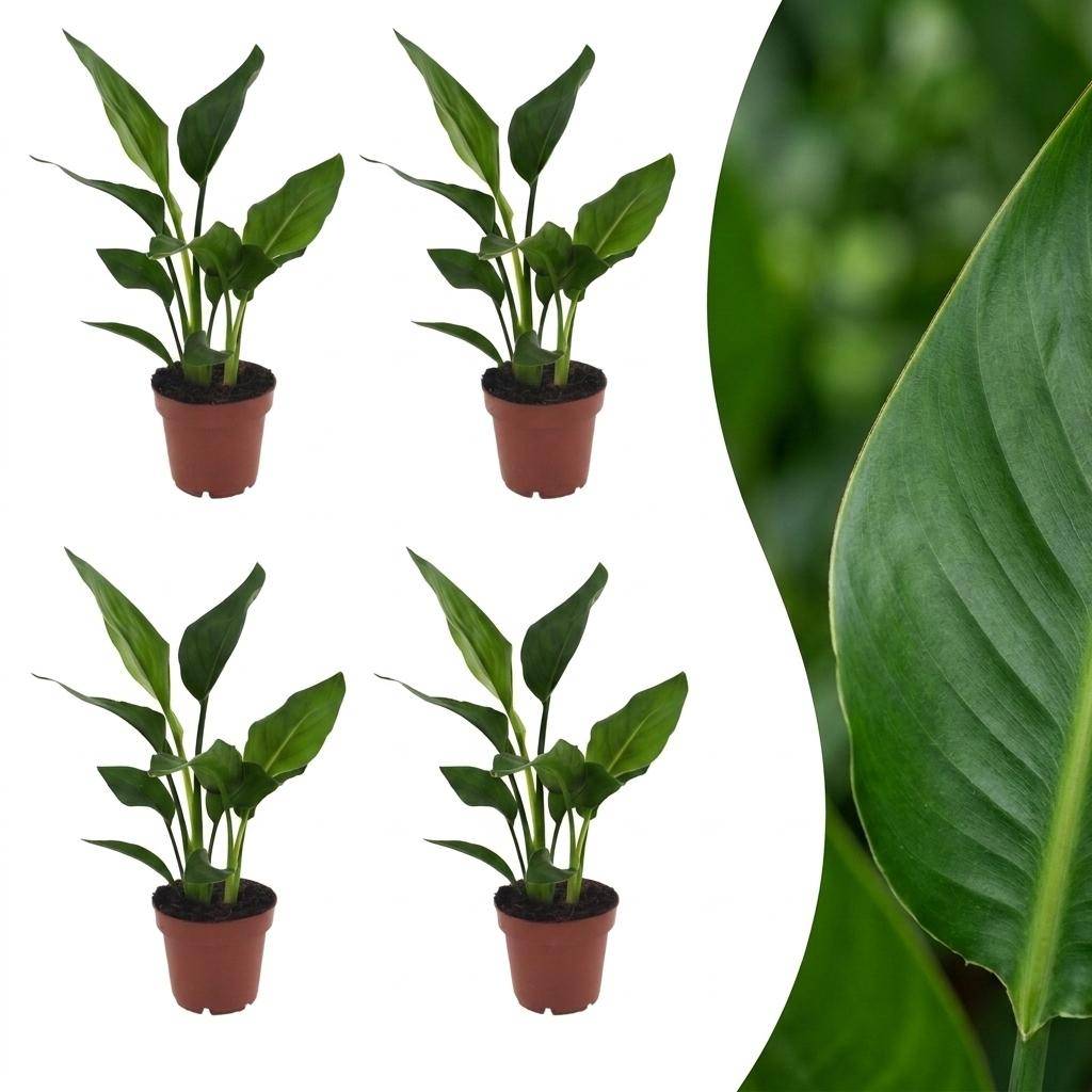 Strelitzia Reginea - Oiseau de paradis - Pot de 12cm - 4 plantes - Sans cache-pot - Plantes d'intérieur - Image 1