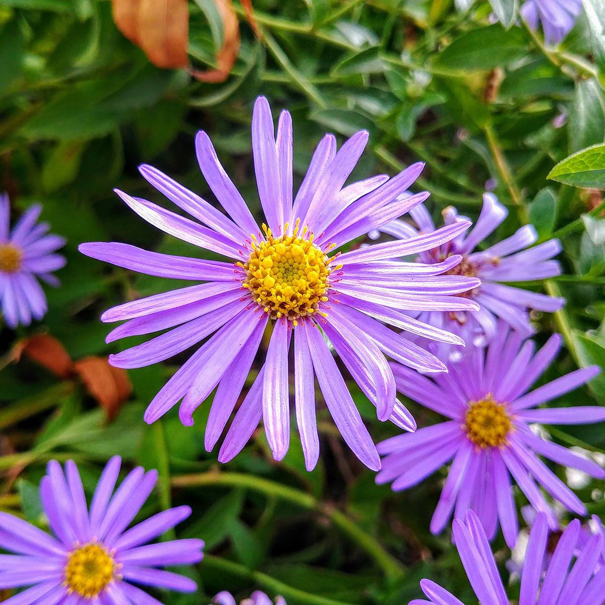 Promesse de Fleurs - Aster thomsonii - Aster d'été Pot de 1,5L/2L
