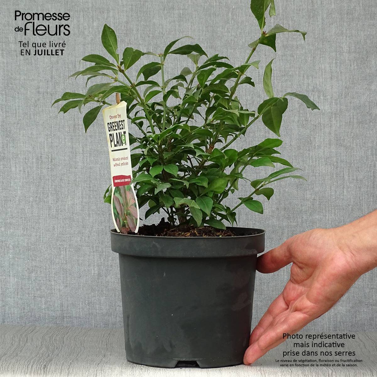 Euonymus alatus Compactus - Fusain ailé nain Pot de 2L/3L - Image 2