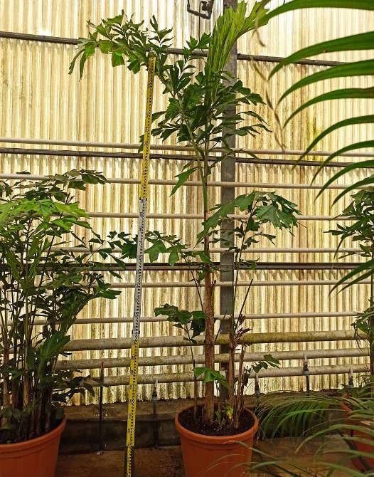 0 - Caryota mitis (Palmier à queue de poisson) Pot de 80L - 225/250cm - Image 3
