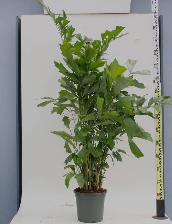 0 - Caryota mitis (Palmier à queue de poisson) Pot de 80L - 225/250cm - Image 1