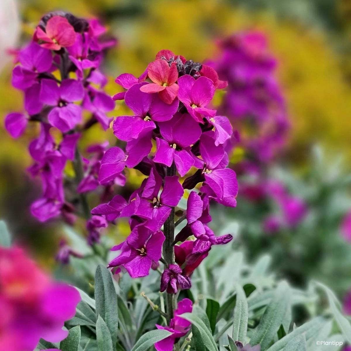 Giroflée vivace - Erysimum Colour Vibe Purple Godet de 8/9 cm