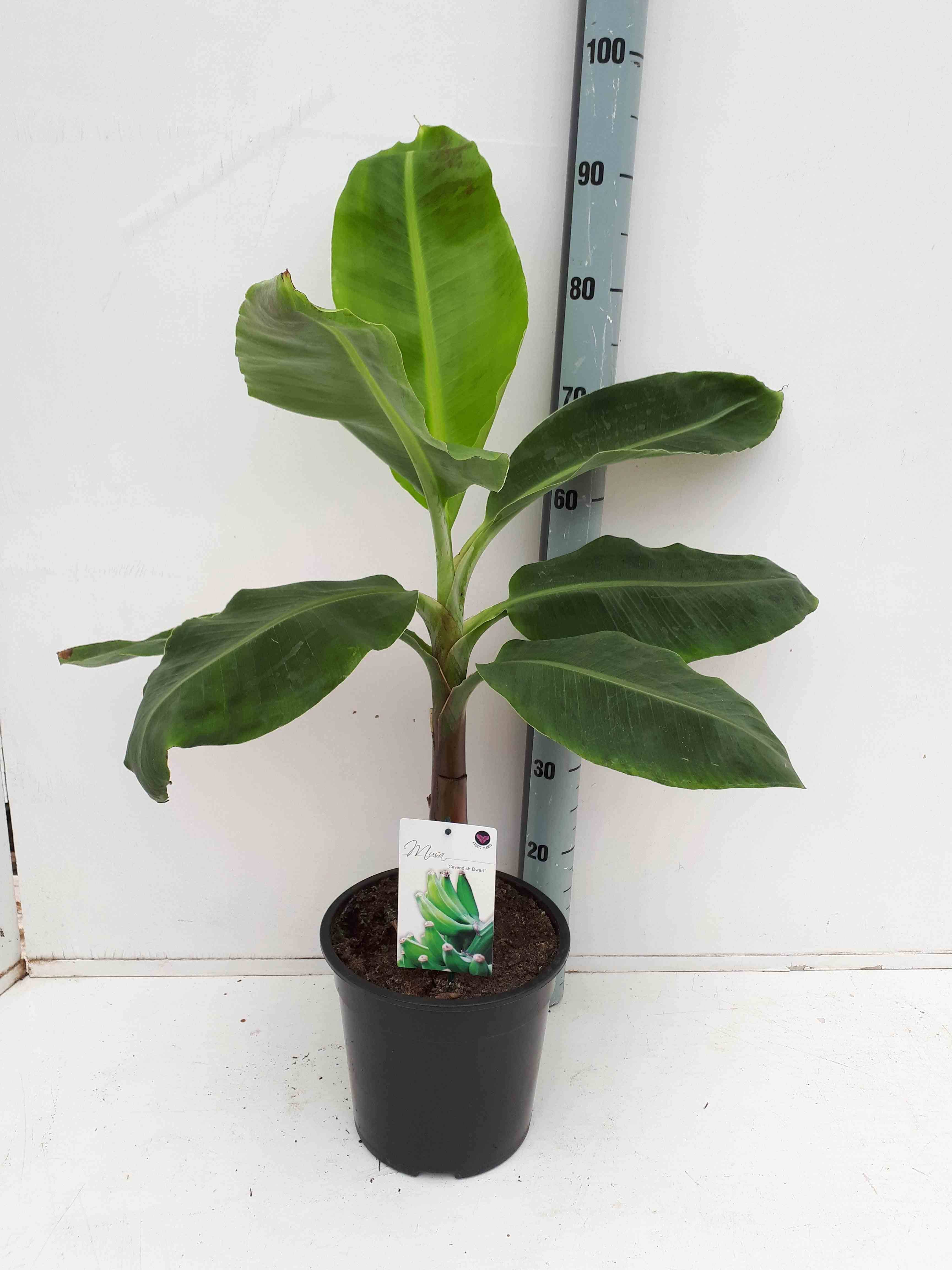 0 - Bananier Musa acuminata cv. super darf Cavendish Pot de 110L 200/250cm - Image 2