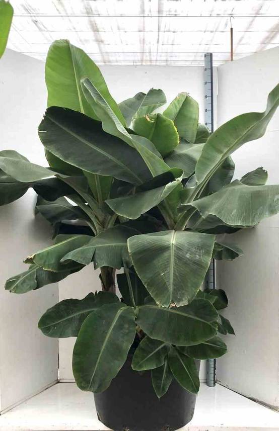 0 - Bananier Musa acuminata cv. super darf Cavendish Pot de 110L 200/250cm - Image 3