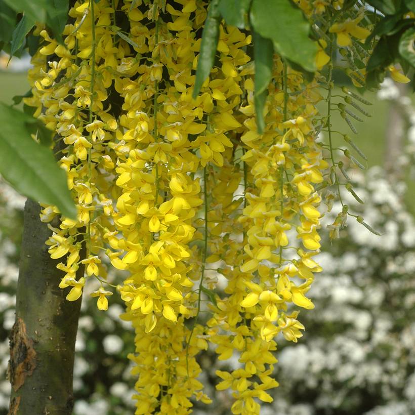 Laburnum watereri Vossii - Cytise pluie d'or Pot de 3L/4L - Image 1