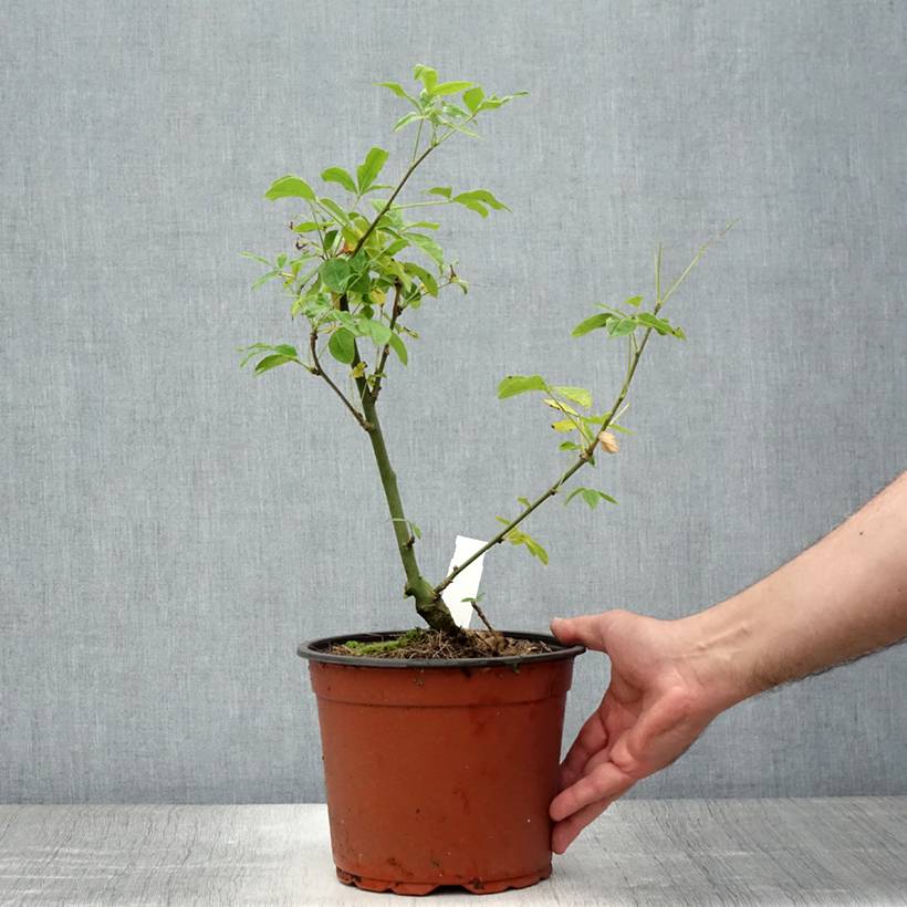 Laburnum watereri Vossii - Cytise pluie d'or Pot de 3L/4L - Image 2