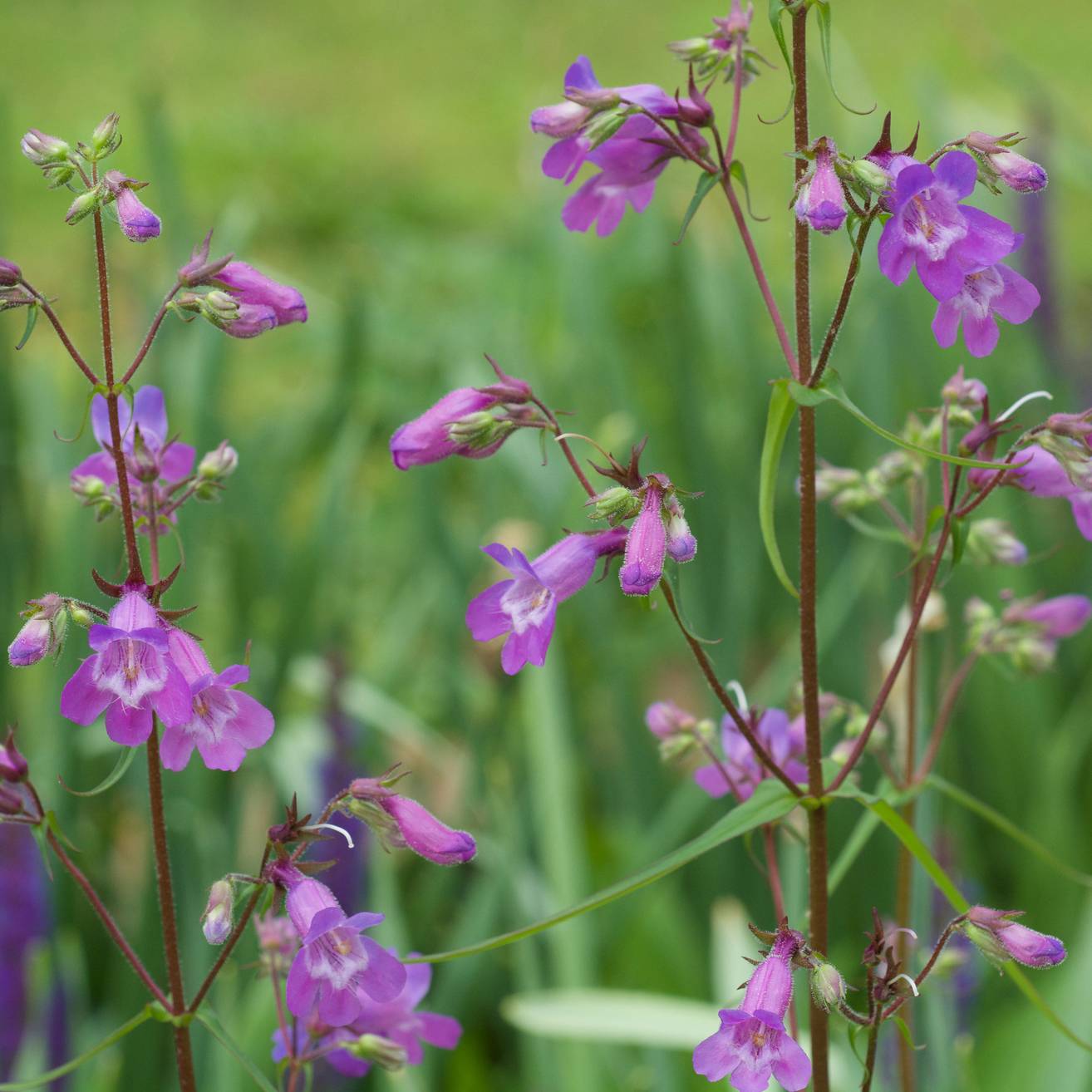 Promesse de Fleurs - Penstemon hybride Sour Grapes - Galane Pot de 2L/3L