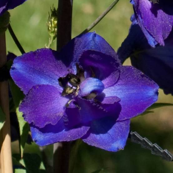 Delphinium belladonna Bellamosum - Pied d'Alouette vivace Godet de 7/8 cm