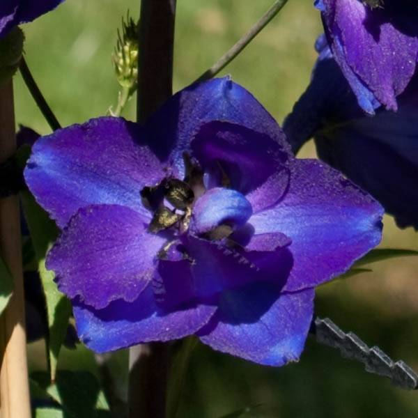 Delphinium belladonna Bellamosum - Pied d'Alouette vivace Godet de 7/8 cm