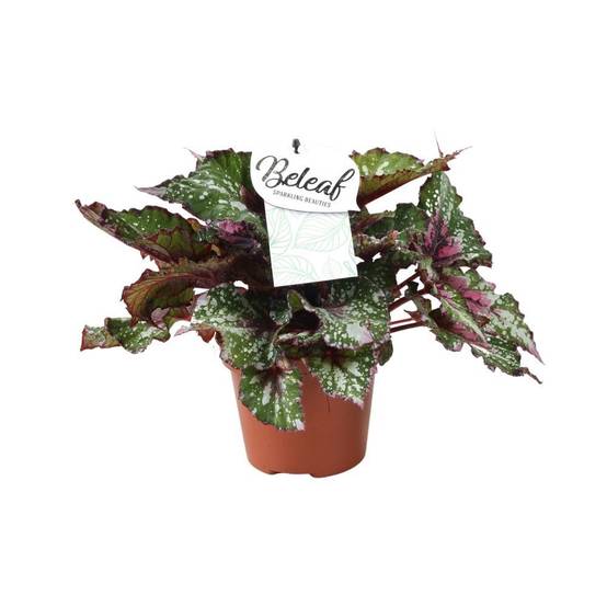 Begonia Beleaf 'Alaska Creek' 32cm - Plante d'intérieur- La Green Touch - Image 1