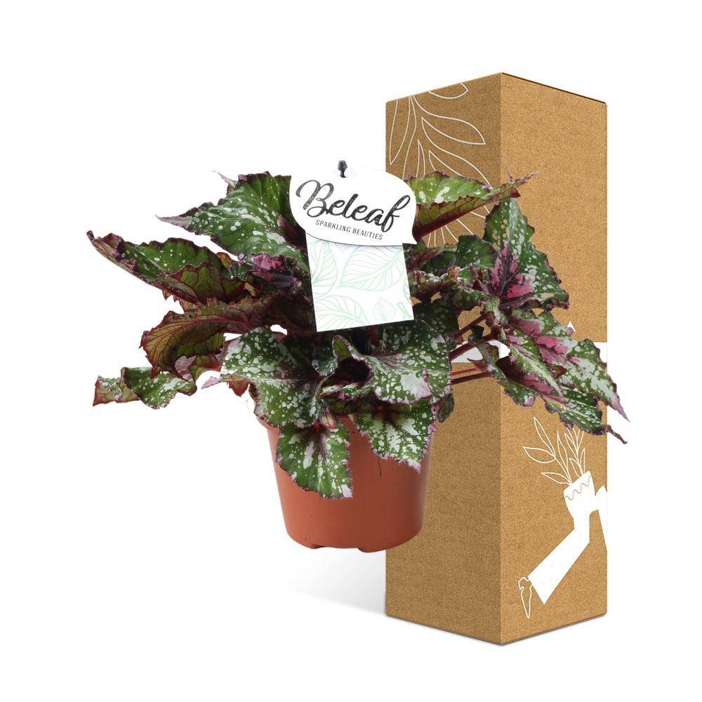 Begonia Beleaf 'Alaska Creek' 32cm - Plante d'intérieur- La Green Touch - Image 4