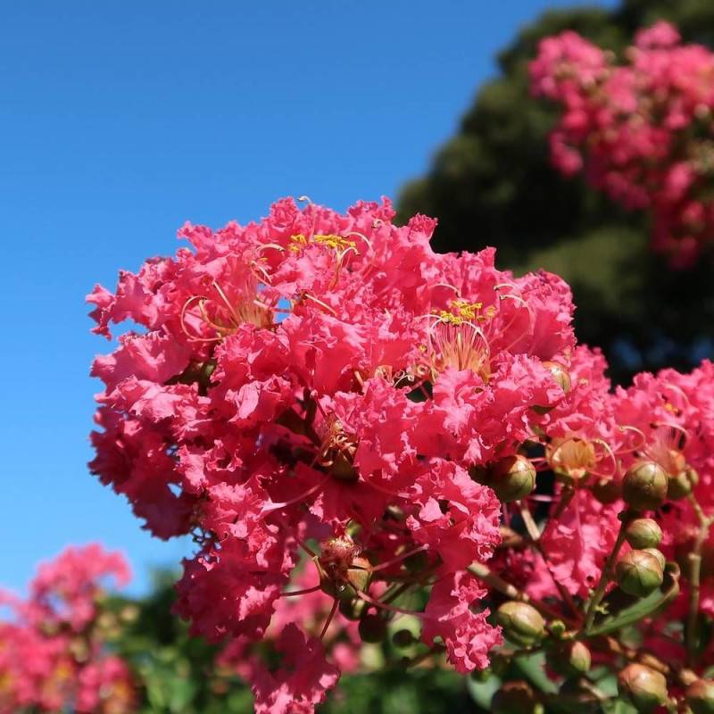Lilas des Indes Dynamite, Lagerstroemia à fleurs Rouge/ - feuillage Caduc - Pot de 4L - 40/60 cm - Image 1