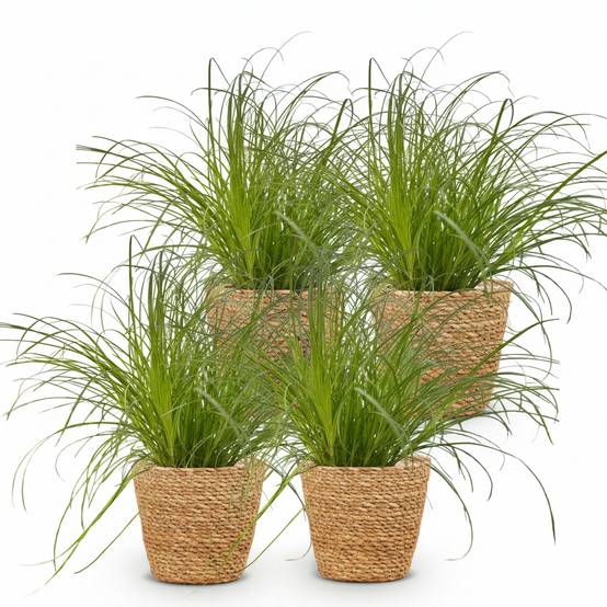 Cyperus Alternifolius Zumula - H30cm - Image 2