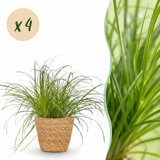 Cyperus Alternifolius Zumula - H30cm - Image 1