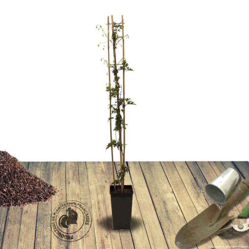Clématite cartmanii Avalanche® 'Blavaal' à fleurs Blanche - feuillage Persistant - Pot de 3L - Echelle bambou 60/120 cm-  hauteur à maturité De 1,50 m - Image 2
