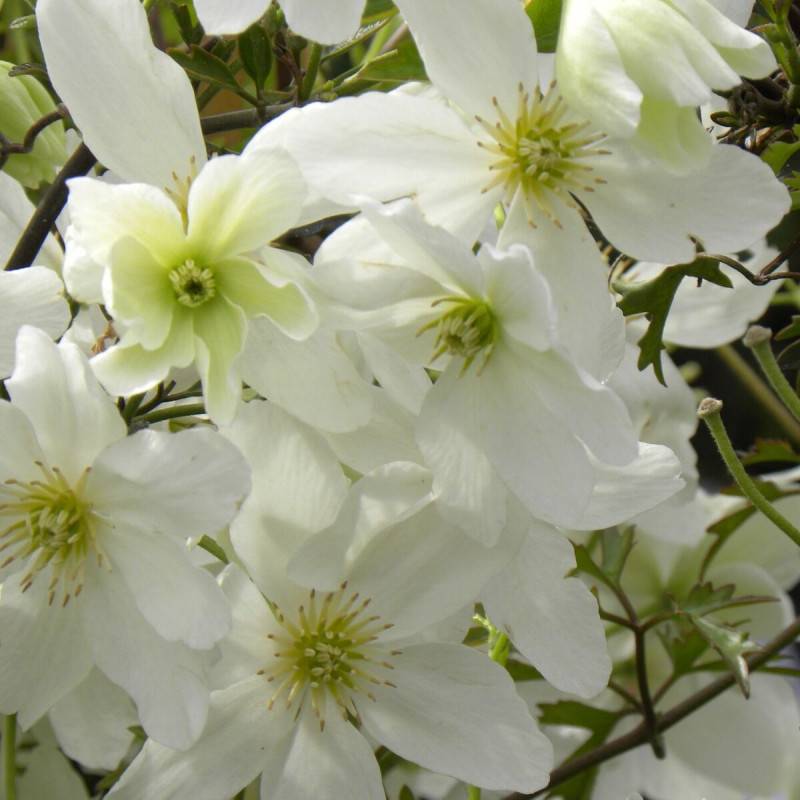 Clématite cartmanii Avalanche® 'Blavaal' à fleurs Blanche - feuillage Persistant - Pot de 3L - Echelle bambou 60/120 cm-  hauteur à maturité De 1,50 m - Image 1
