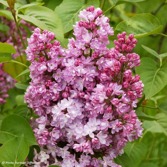 Lilas - Syringa vulgaris Belle de Nancy Pot de 3L/4L - Image 1