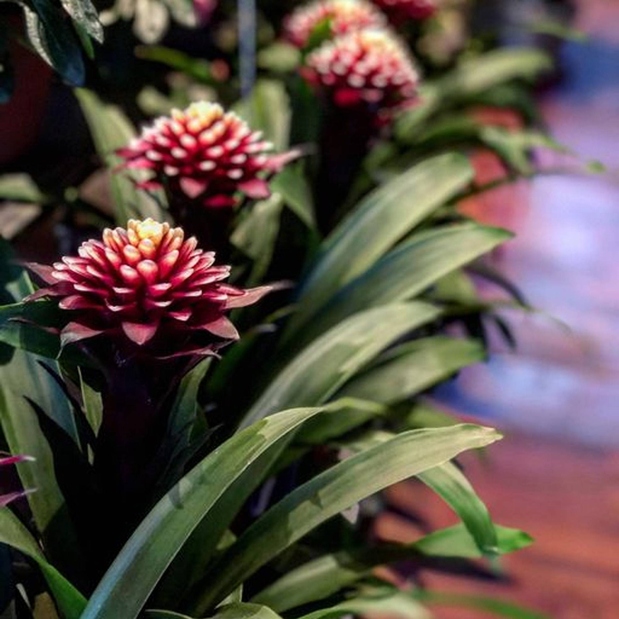 Gardenersdream - Bromélia Guzmania Francesca | Plante D'Intérieur À Fleurs Exotiques Et Feuilles Persistantes | Plante D'Intérieur En Pot (45-55 Cm, Pot Inclus) - Image 4