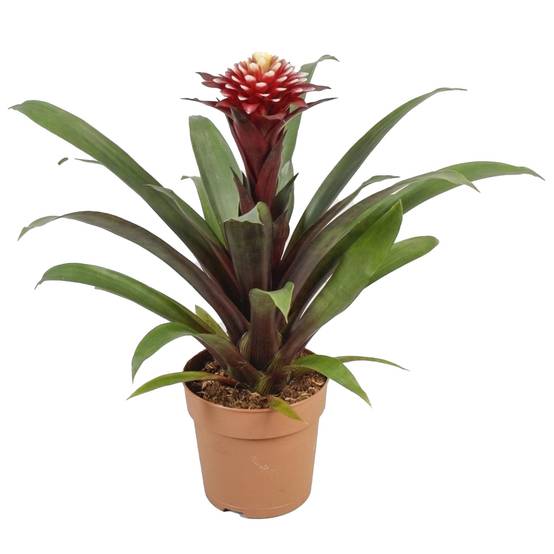 Gardenersdream - Bromélia Guzmania Francesca | Plante D'Intérieur À Fleurs Exotiques Et Feuilles Persistantes | Plante D'Intérieur En Pot (45-55 Cm, Pot Inclus) - Image 2