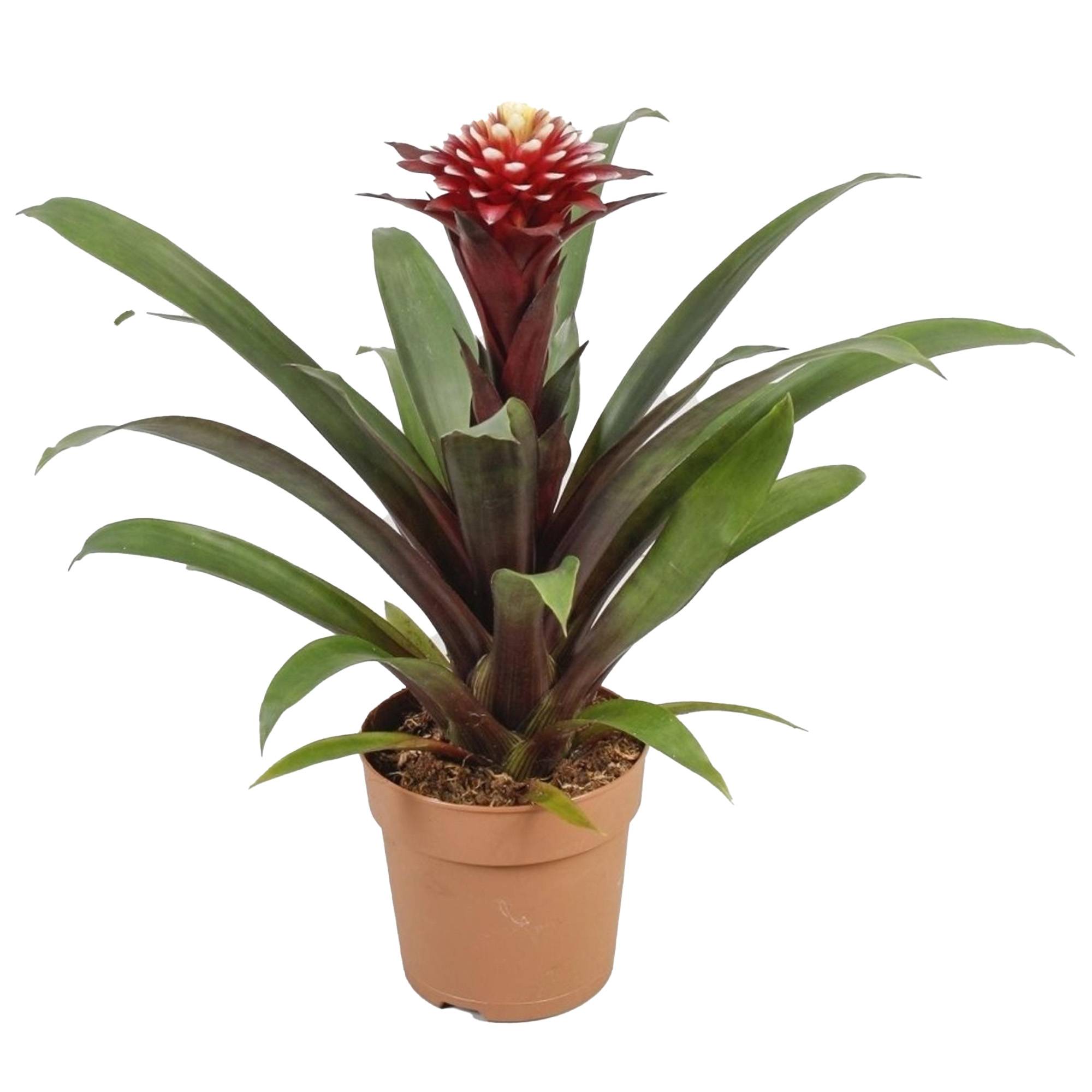 Gardenersdream - Bromélia Guzmania Francesca | Plante D'Intérieur À Fleurs Exotiques Et Feuilles Persistantes | Plante D'Intérieur En Pot (45-55 Cm, Pot Inclus) - Image 2