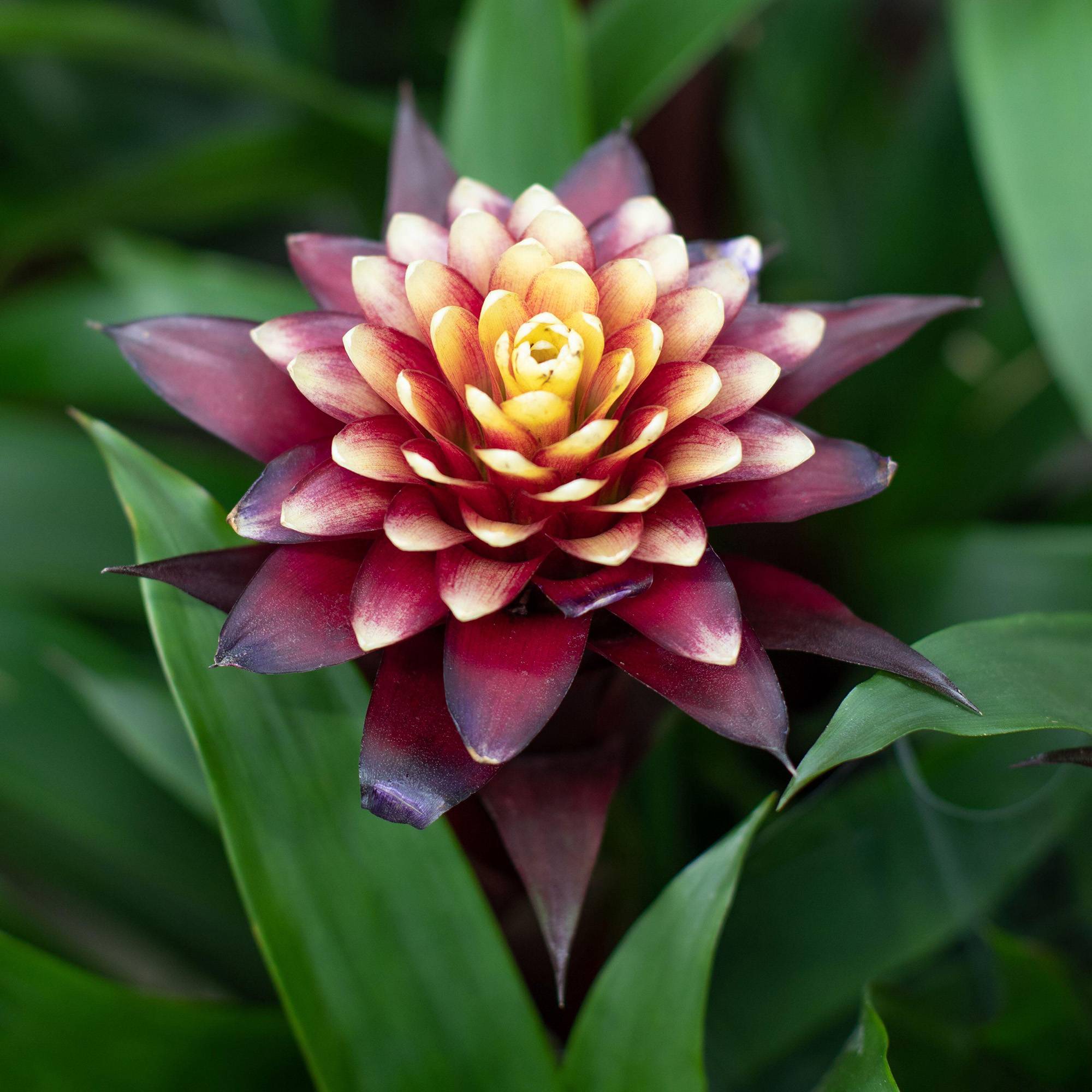 Gardenersdream - Bromélia Guzmania Francesca | Plante D'Intérieur À Fleurs Exotiques Et Feuilles Persistantes | Plante D'Intérieur En Pot (45-55 Cm, Pot Inclus) - Image 1
