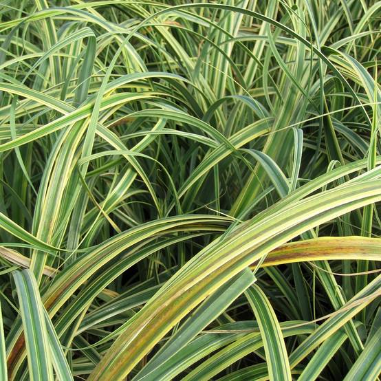 Promesse de Fleurs - Carex trifida Rekohu Sunrise - Laîche Godet de 8/9 cm