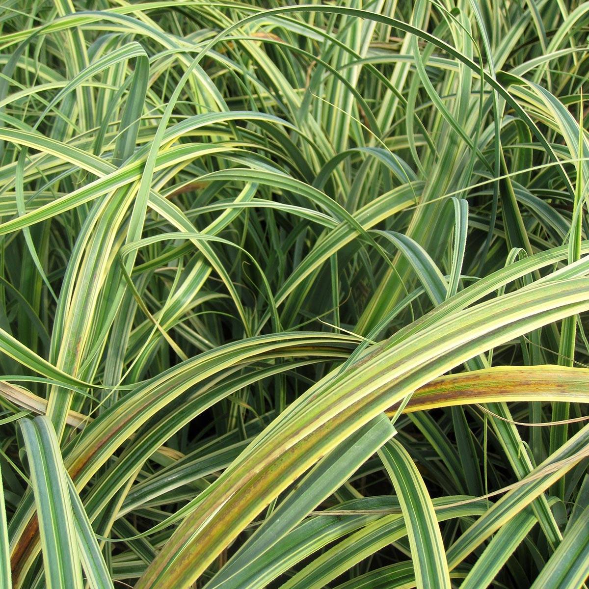 Promesse de Fleurs - Carex trifida Rekohu Sunrise - Laîche Godet de 8/9 cm