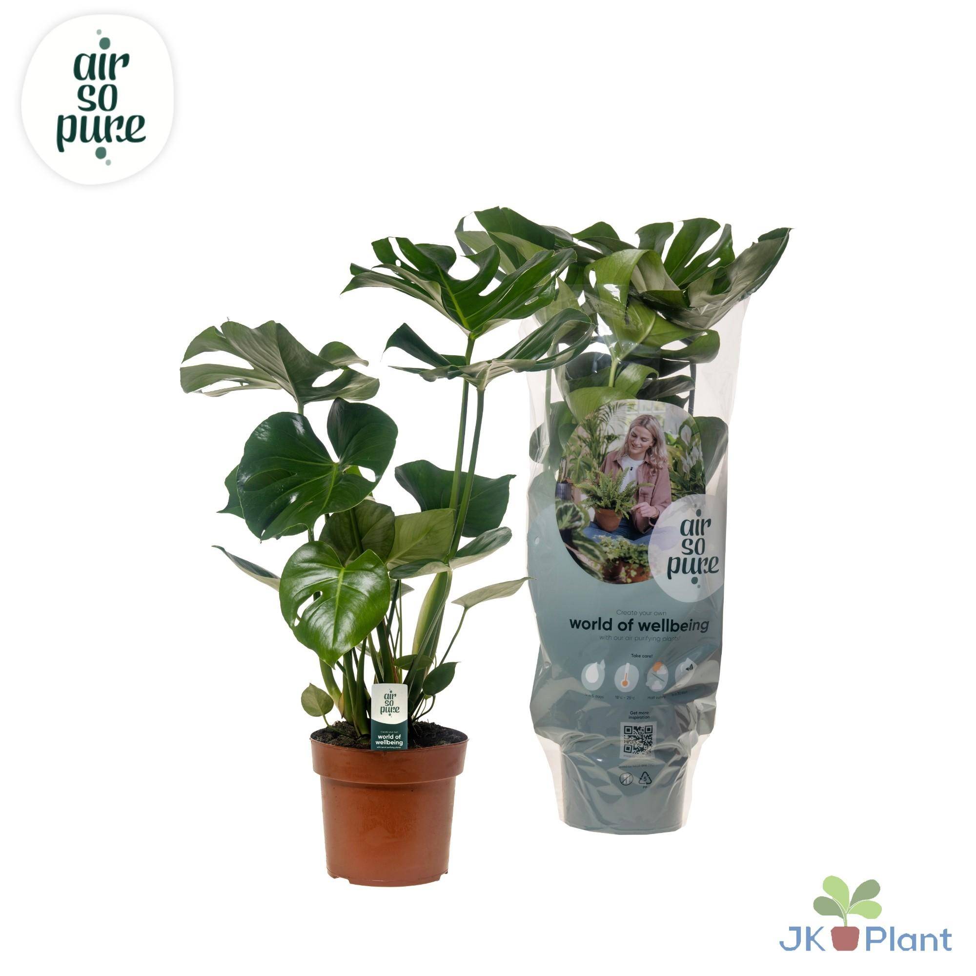 Monstera Deliciosa - Ø17cm - ↕55cm - Plantes d'intérieur - Image 1