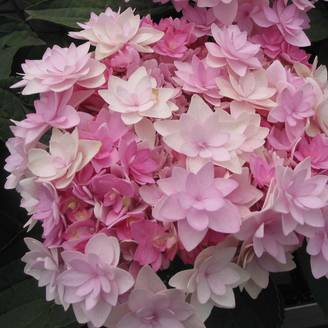 Hortensia - Hydrangea macrophylla You and Me Romance Pot de 1,5L/2L