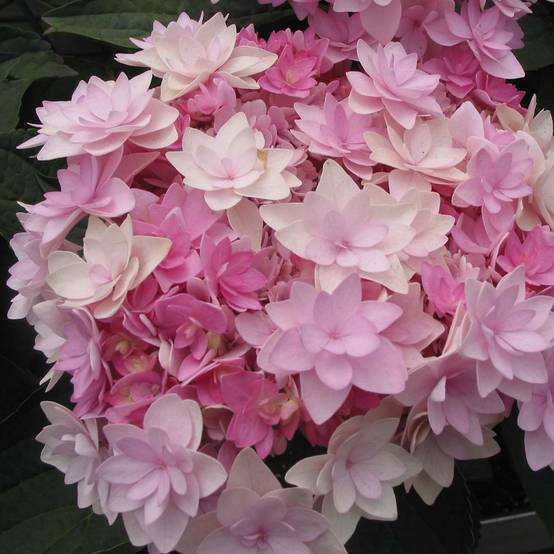 Hortensia - Hydrangea macrophylla You and Me Romance Pot de 1,5L/2L - Image 1