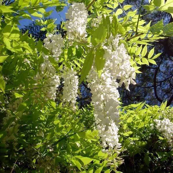 Glycine de Chine - Wisteria sinensis Alba Godet de 8/9 cm