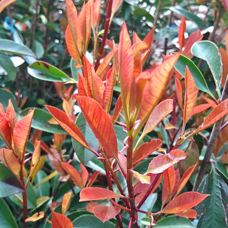Fleur - Photinia fraseri camilvy - Photinia fraseri camilvy 40cm - Fleur