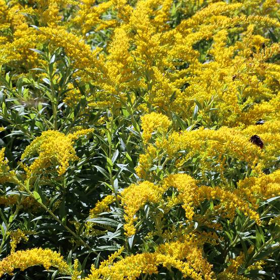 Solidago caesia - Verge d'or bleuâtre Godet de 8/9 cm