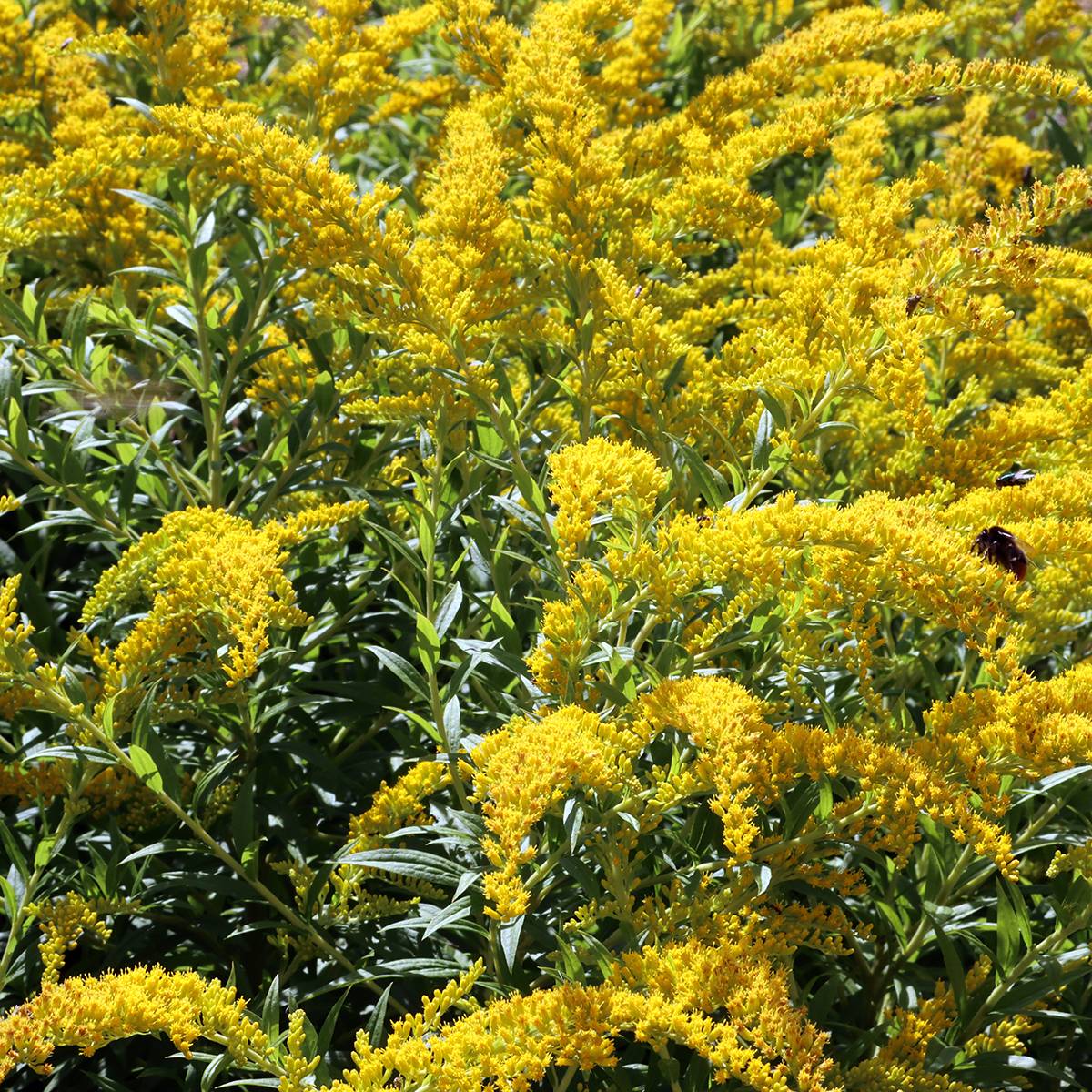 Solidago caesia - Verge d'or bleuâtre Godet de 8/9 cm