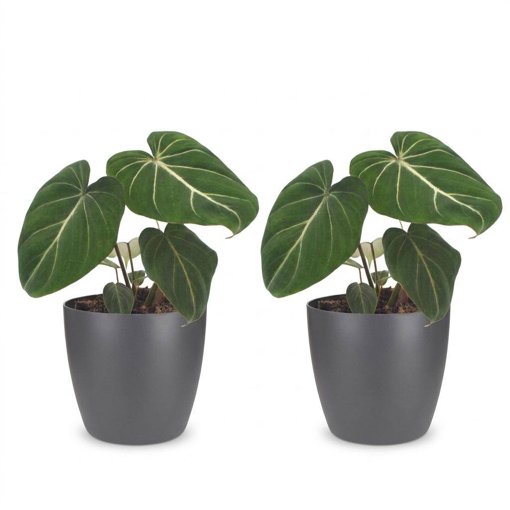 Philodendron Gloriosum - Pot de 12cm - 2 plantes - Gris - Plantes d'intérieur - Image 2