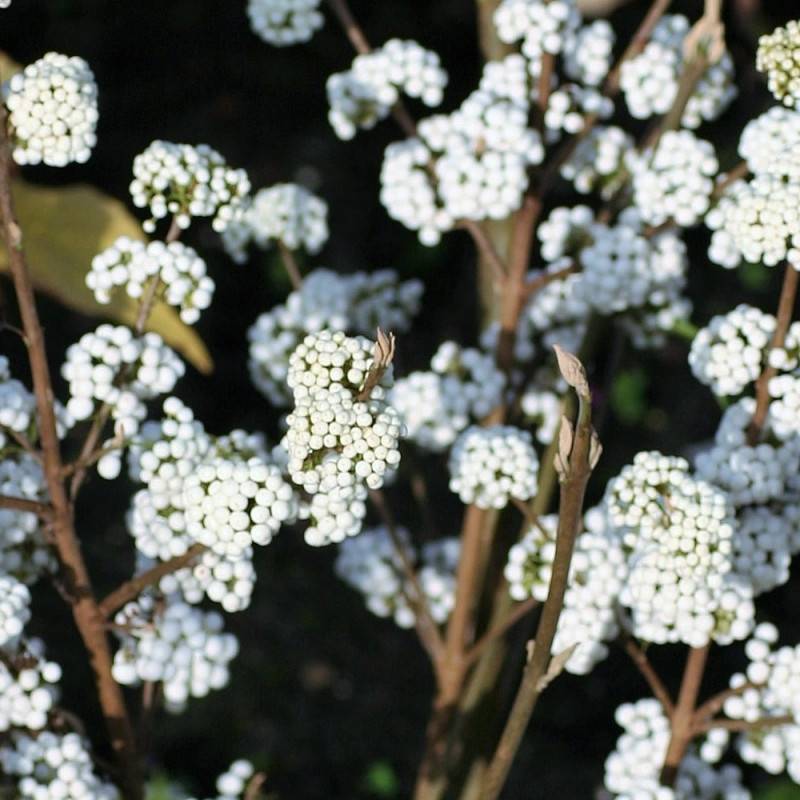 Callicarpa, Arbuste aux bonbons Magical® Snowstar 'Kolmsnostar' à fleurs Blanche - feuillage Caduc - Pot de 2L - 40/60 cm-  hauteur à maturité De 1,00 - Image 3