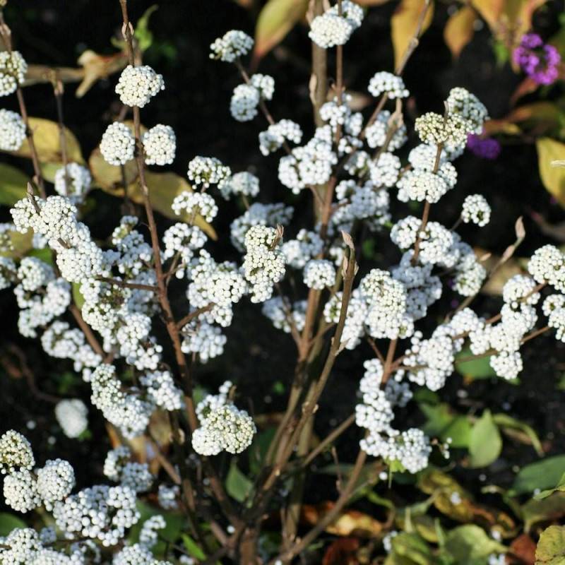 Callicarpa, Arbuste aux bonbons Magical® Snowstar 'Kolmsnostar' à fleurs Blanche - feuillage Caduc - Pot de 2L - 40/60 cm-  hauteur à maturité De 1,00 - Image 1