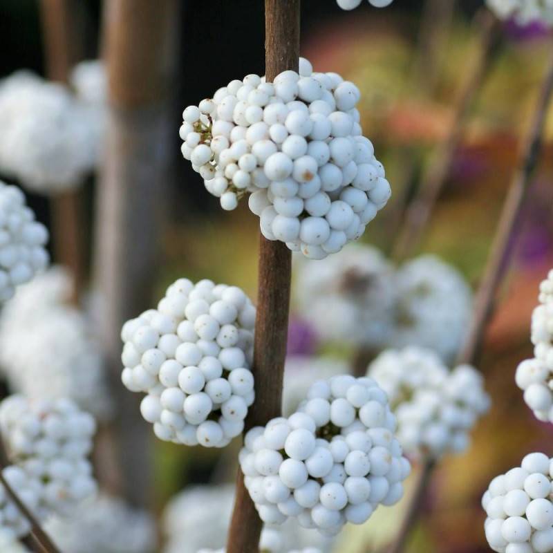 Callicarpa, Arbuste aux bonbons Magical® Snowstar 'Kolmsnostar' à fleurs Blanche - feuillage Caduc - Pot de 2L - 40/60 cm-  hauteur à maturité De 1,00 - Image 2