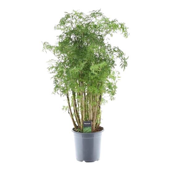 La Green Touch - Polyscias Hawaiiana Ming - D24 H90cm
