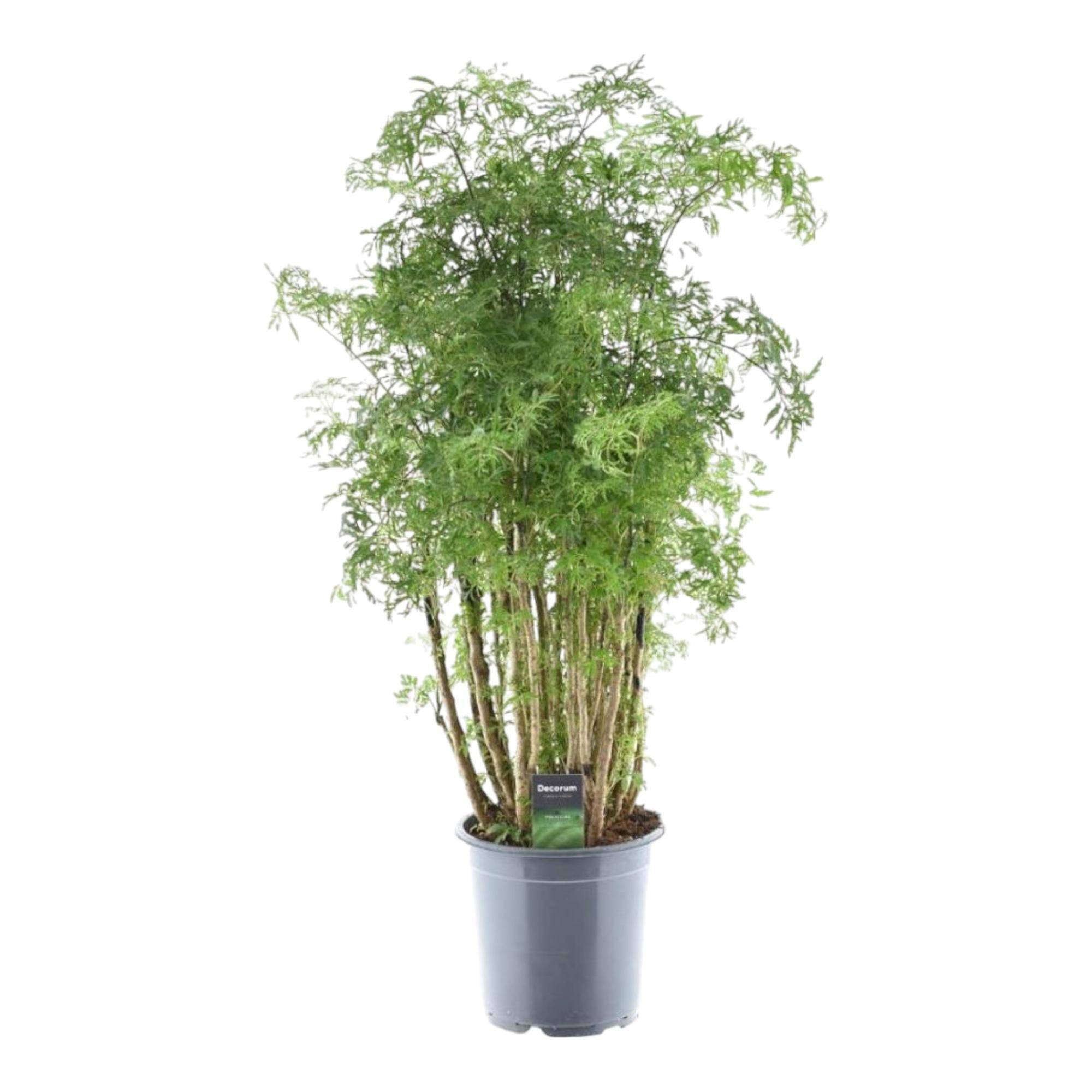 La Green Touch - Polyscias Hawaiiana Ming - D24 H90cm