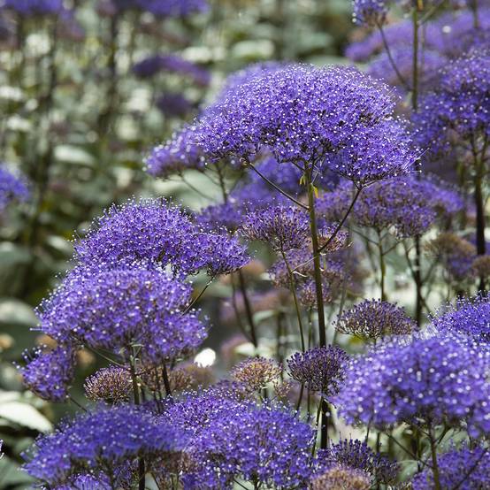 Promesse de Fleurs - Graines de Trachélie Black Knight - Trachelium caeruleum le sachet de 20 graines environ