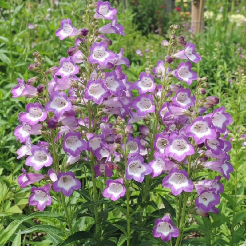 Penstemon Pensham Czar à fleurs Blanche/Violette - feuillage Caduc - Godet - 5/20 cm - Image 1