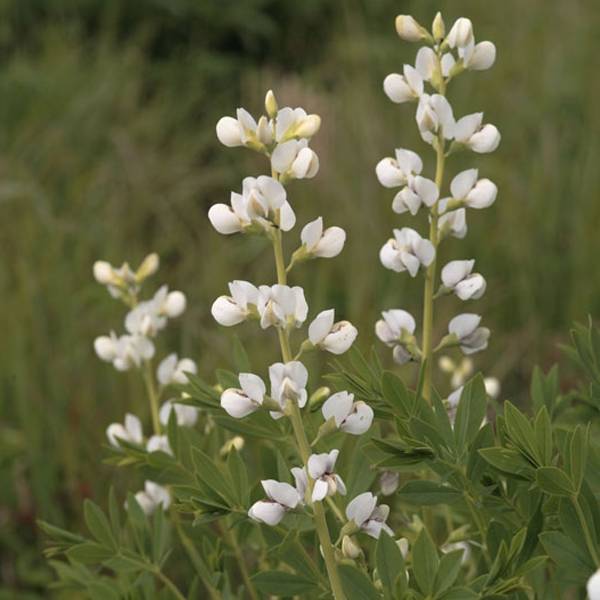 Lupin indigo - Baptisia australis Alba Godet de 8/9 cm