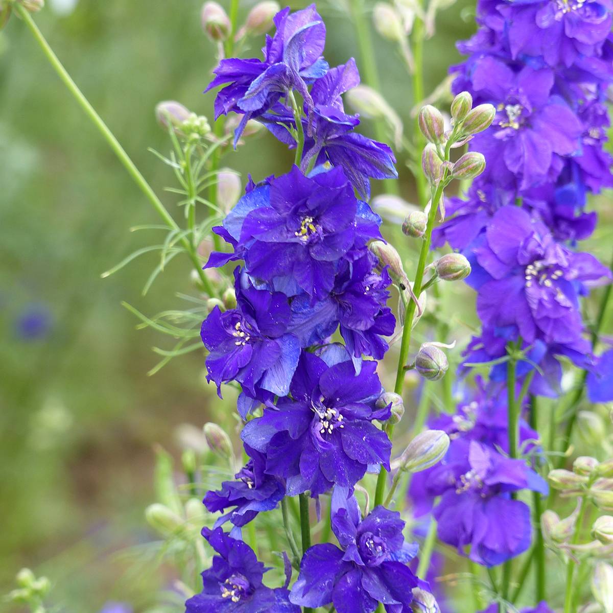 Promesse de Fleurs - Graines de Delphinium Imperial QIS Dark Blue - Pied d'alouette annuel le sachet de 300 graines environ (1g)