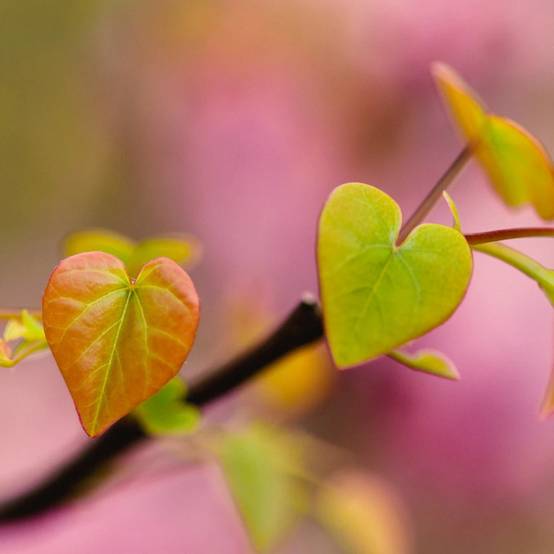 Cercis du Canada The Rising Sun, Arbre de Judée, Gainier du Canada à fleurs Rose - feuillage Caduc - Pot de 15L - Baliveau- hauteur à maturité De 5,0 - Image 4